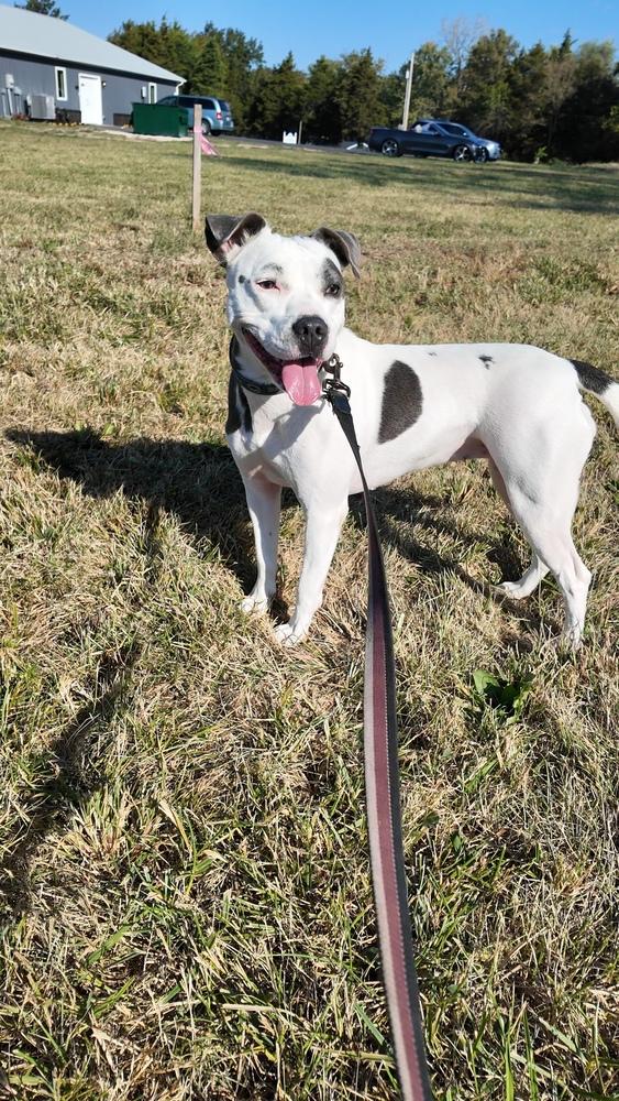 Sabrina, Adoptable, Adult Female Pit Bull Terrier.