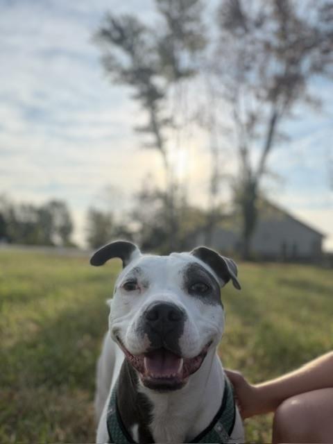 Sabrina, Adoptable, Adult Female Pit Bull Terrier.