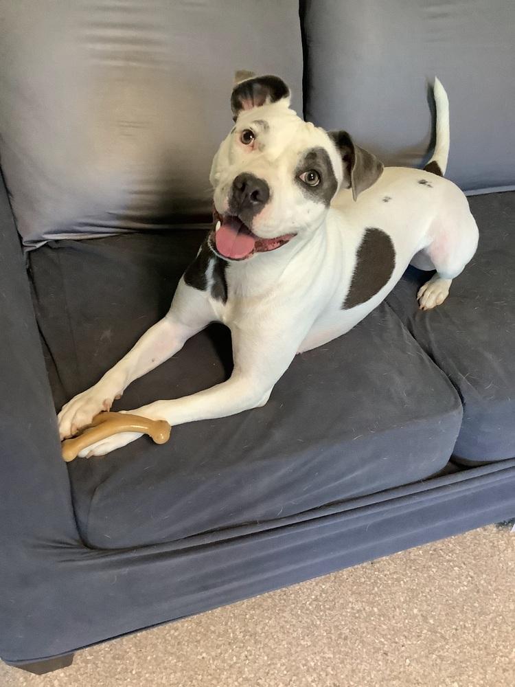 Enlarge Sabrina, a Adoptable Pit Bull Terrier in Innsbrook, MO image 3/3