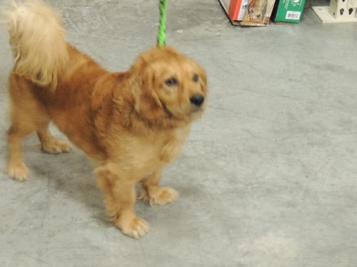 FRANKIE, Adopted, Young Male Spaniel.