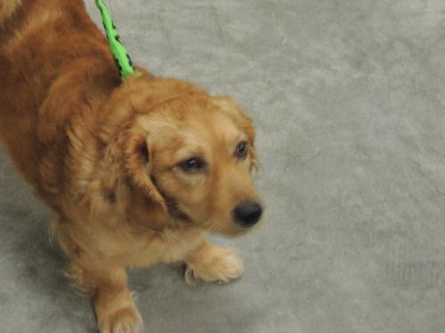 Enlarge FRANKIE, a Adopted Spaniel in Franklin, TN image 2/3