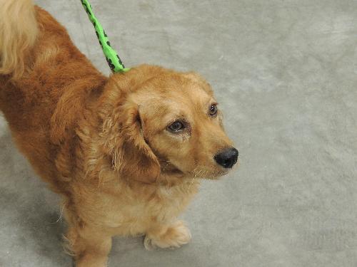 Enlarge FRANKIE, a Adopted Spaniel in Franklin, TN image 3/3