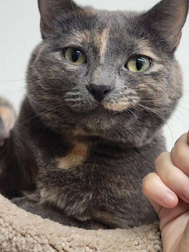 Pita Chip, Adoptable, Adult Female Domestic Short Hair.