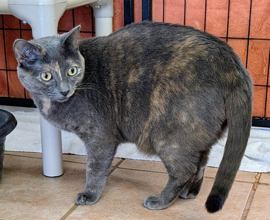 Enlarge Pita Chip, a Adoptable mixed breed in Peoria, AZ image 2/6