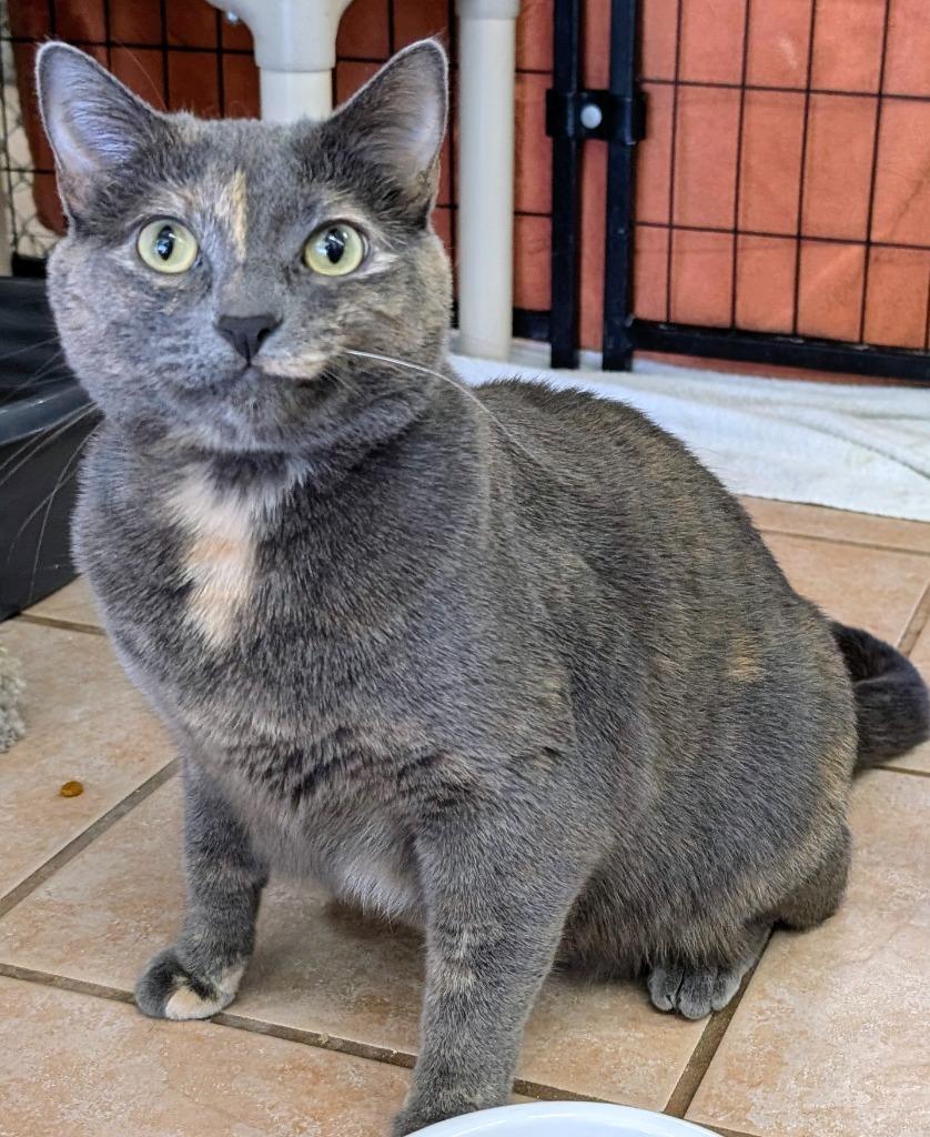 Enlarge Pita Chip, a Adoptable mixed breed in Peoria, AZ image 3/6