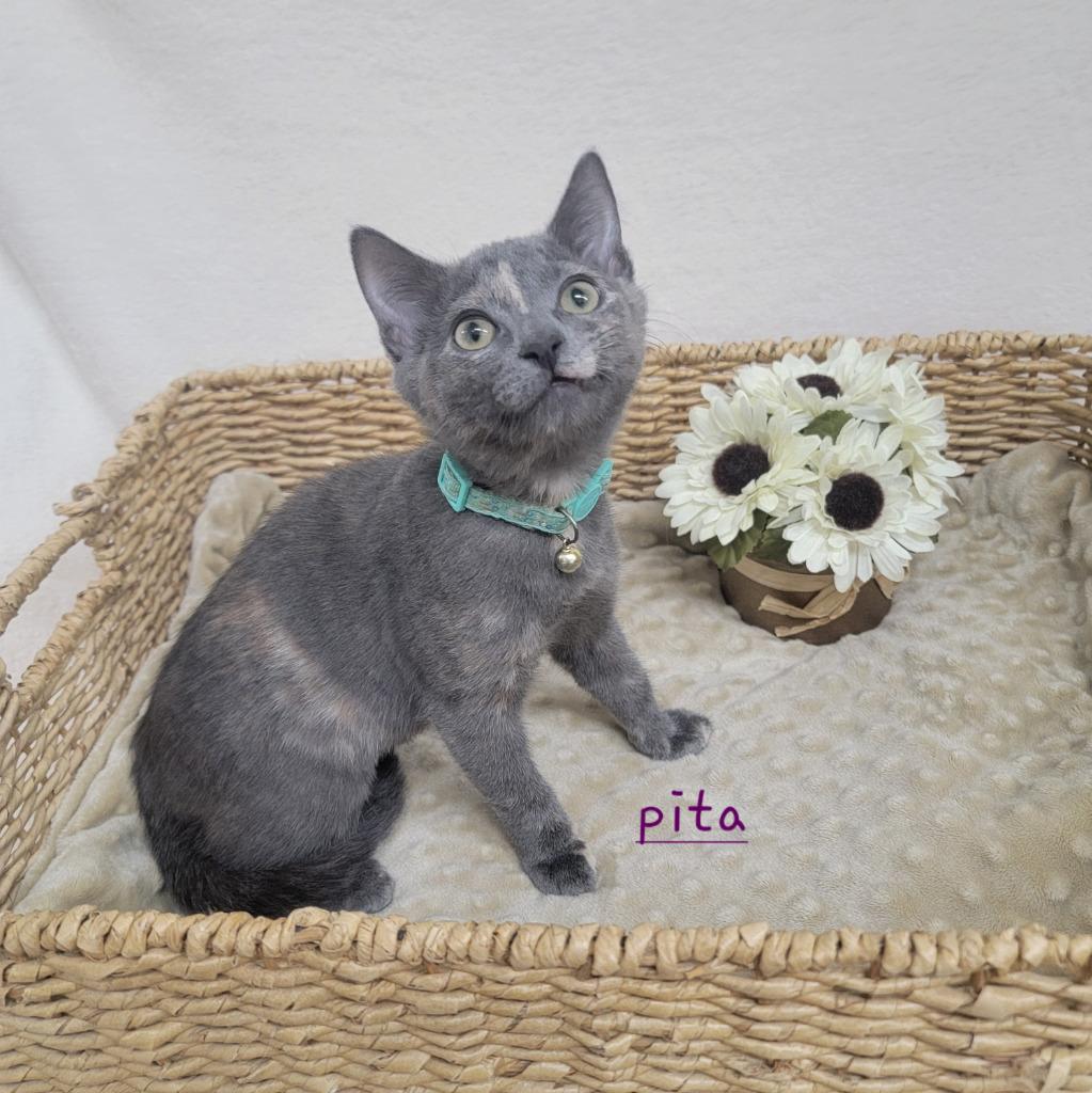 Enlarge Pita Chip, a Adoptable mixed breed in Peoria, AZ image 6/6