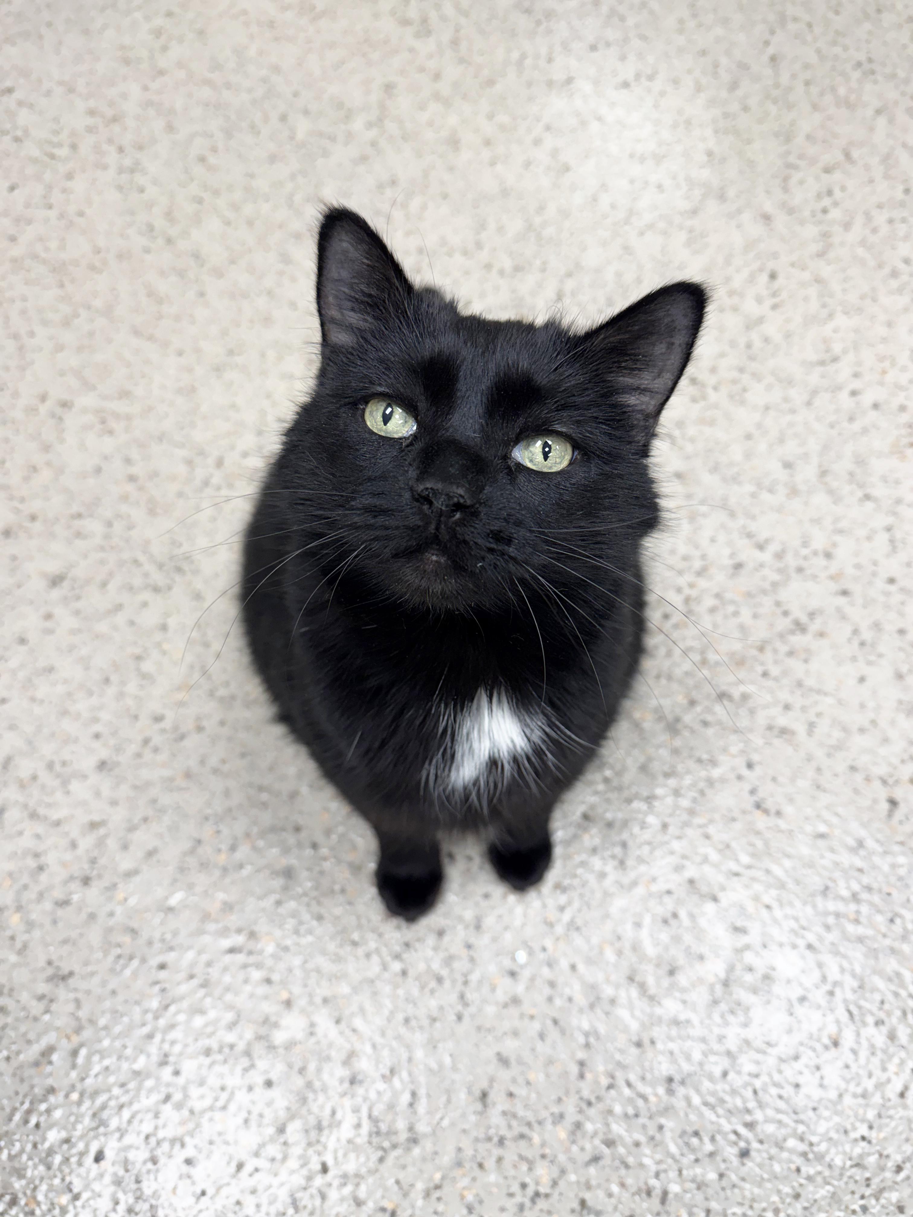 Toes - Super Sweet Senior Girl!, a ADOPTABLE Domestic Short Hair in Oshkosh, WI image 4/6