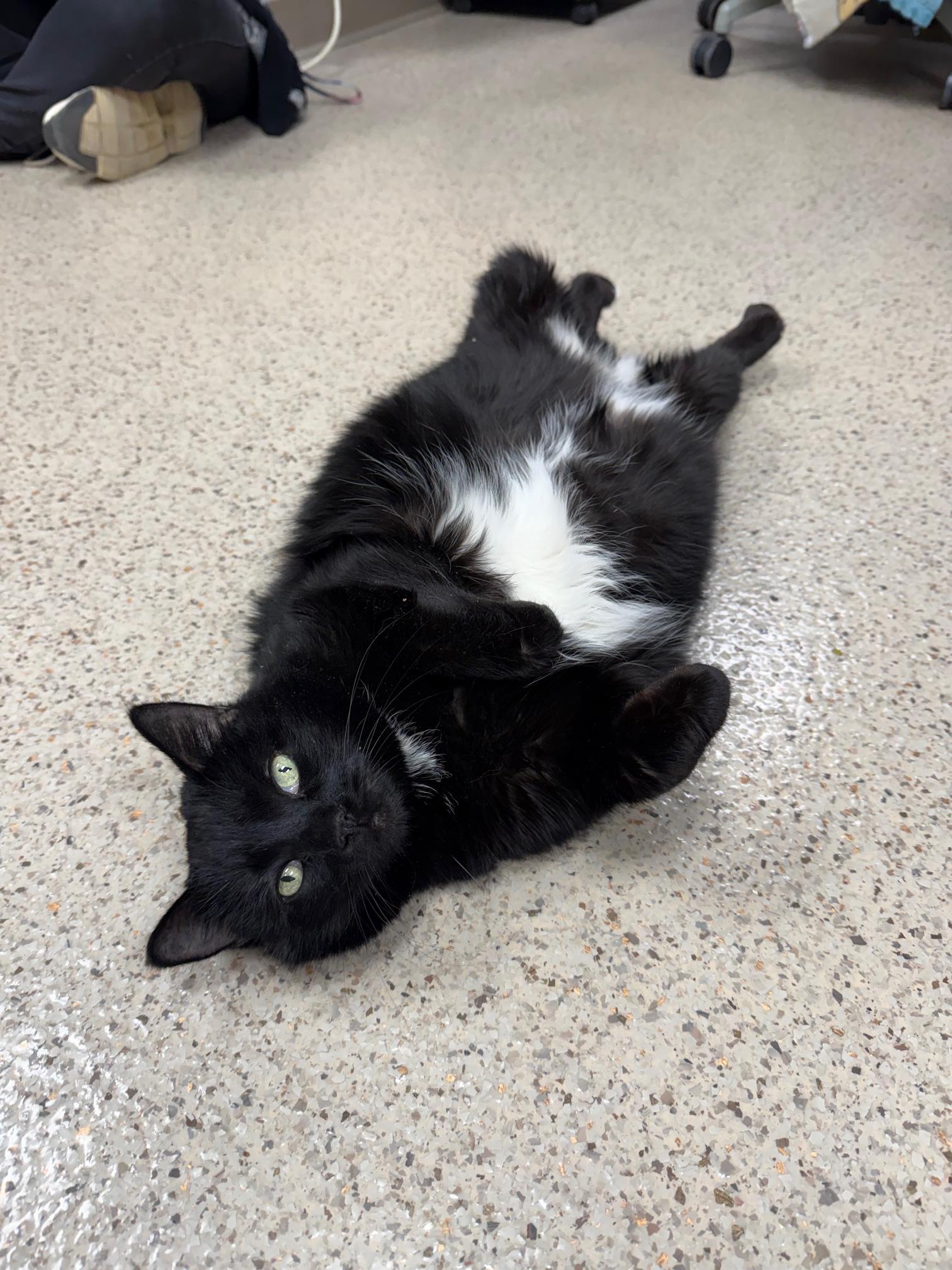 Toes - Super Sweet Senior Girl!, ADOPTABLE, Senior Female Domestic Short Hair.