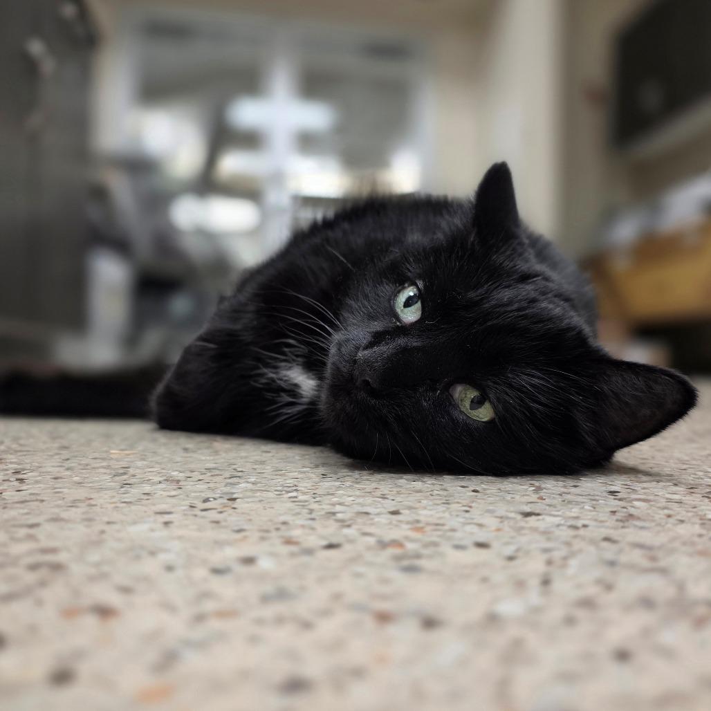 Toes - Super Sweet Senior Girl!, a ADOPTABLE Domestic Short Hair in Oshkosh, WI image 2/5