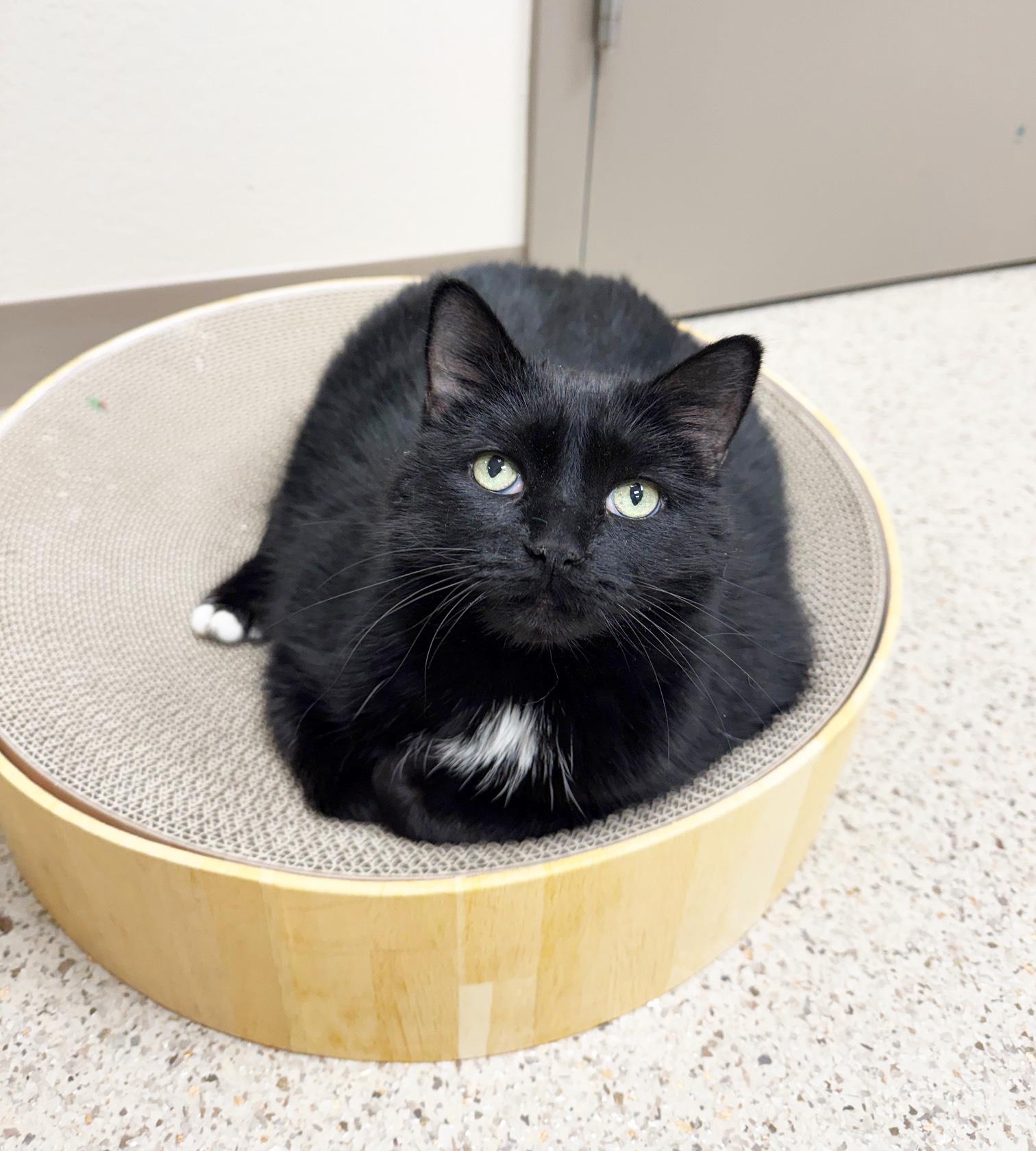 Toes - Super Sweet Senior Girl!, a ADOPTABLE Domestic Short Hair in Oshkosh, WI image 5/6