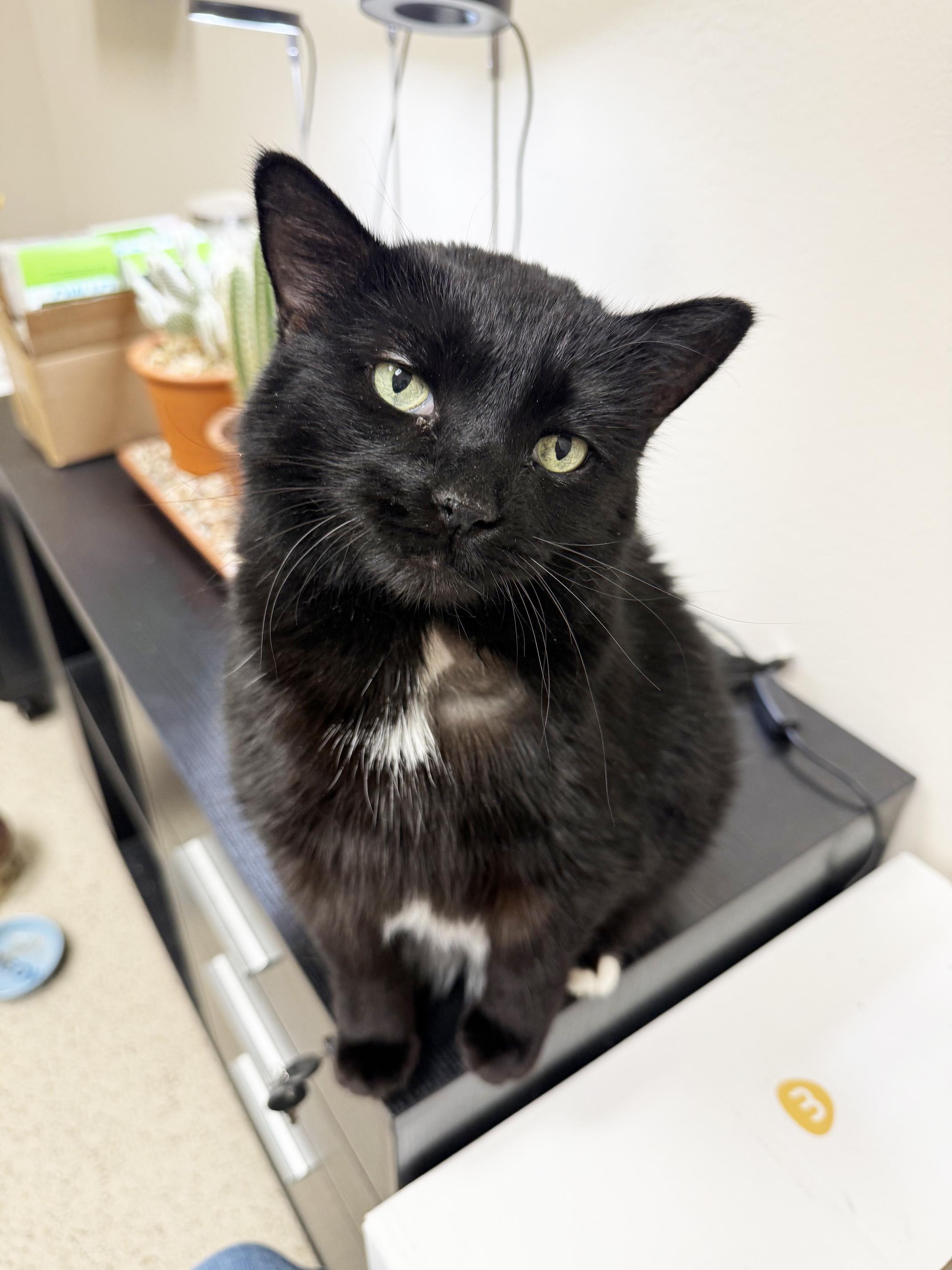 Toes - Super Sweet Senior Girl!, a ADOPTABLE Domestic Short Hair in Oshkosh, WI image 3/6
