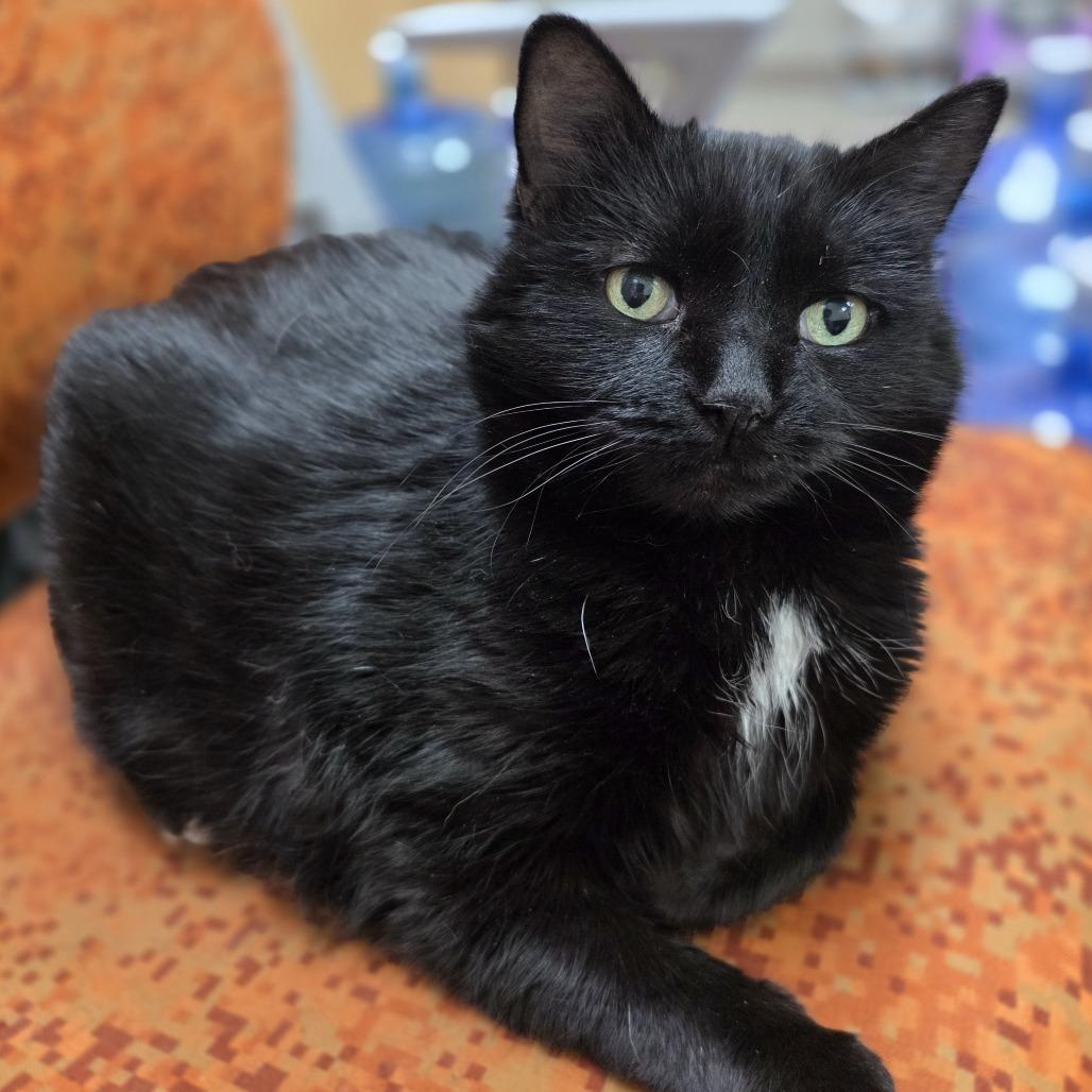 Toes - Super Sweet Senior Girl!, a ADOPTABLE Domestic Short Hair in Oshkosh, WI image 1/5