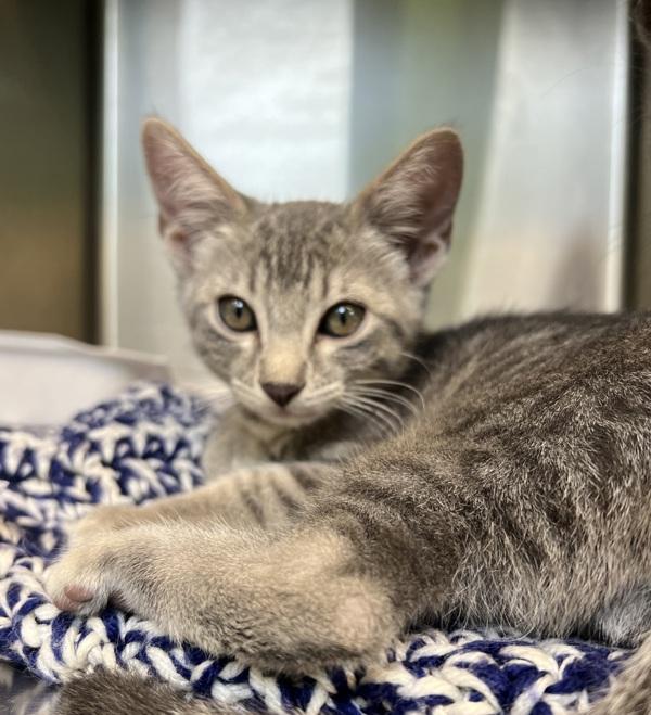 Tortilla, Adoptable, Kitten Female Domestic Short Hair.