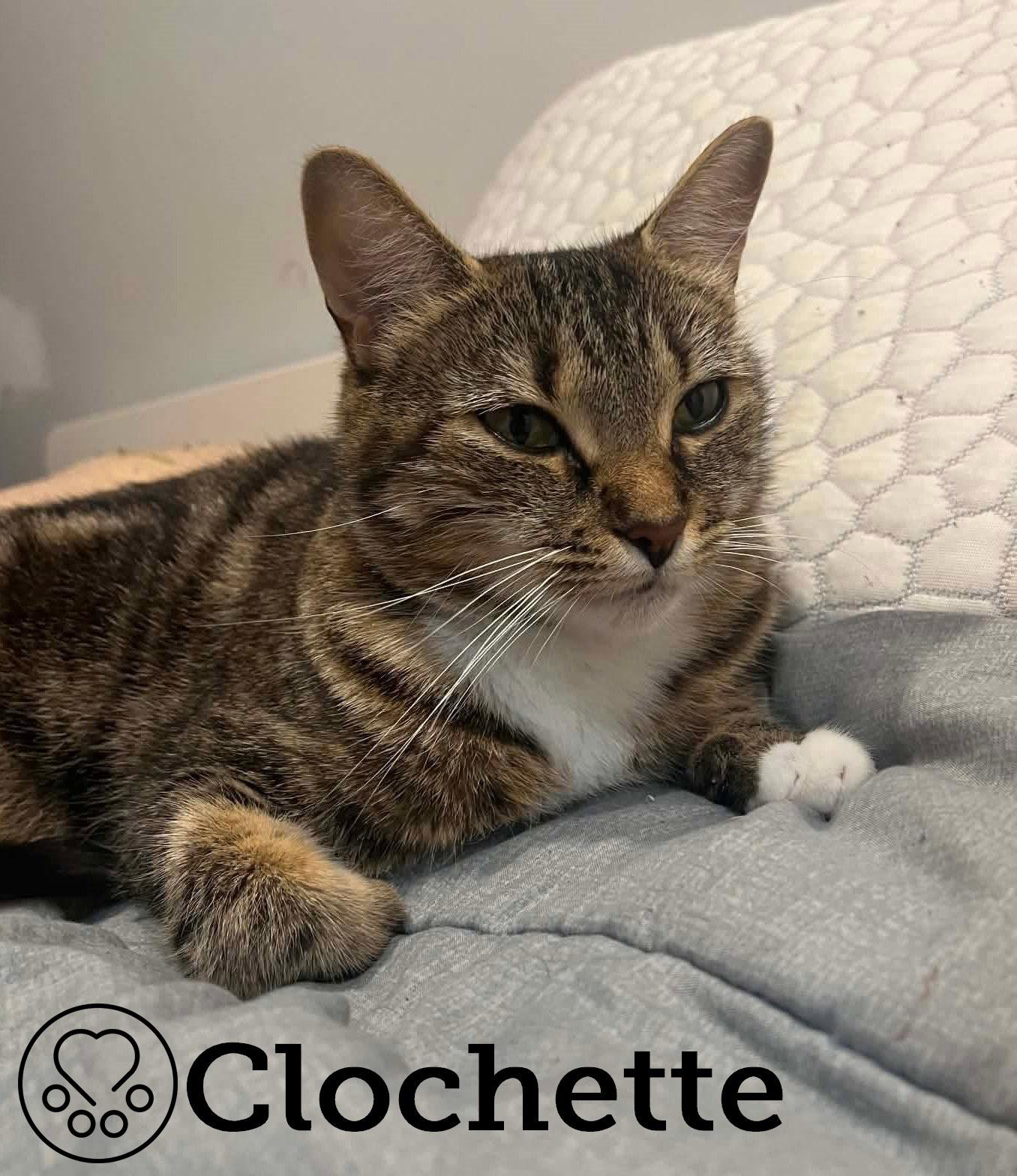 Clochette, ADOPTABLE, Adult Female Domestic Short Hair.