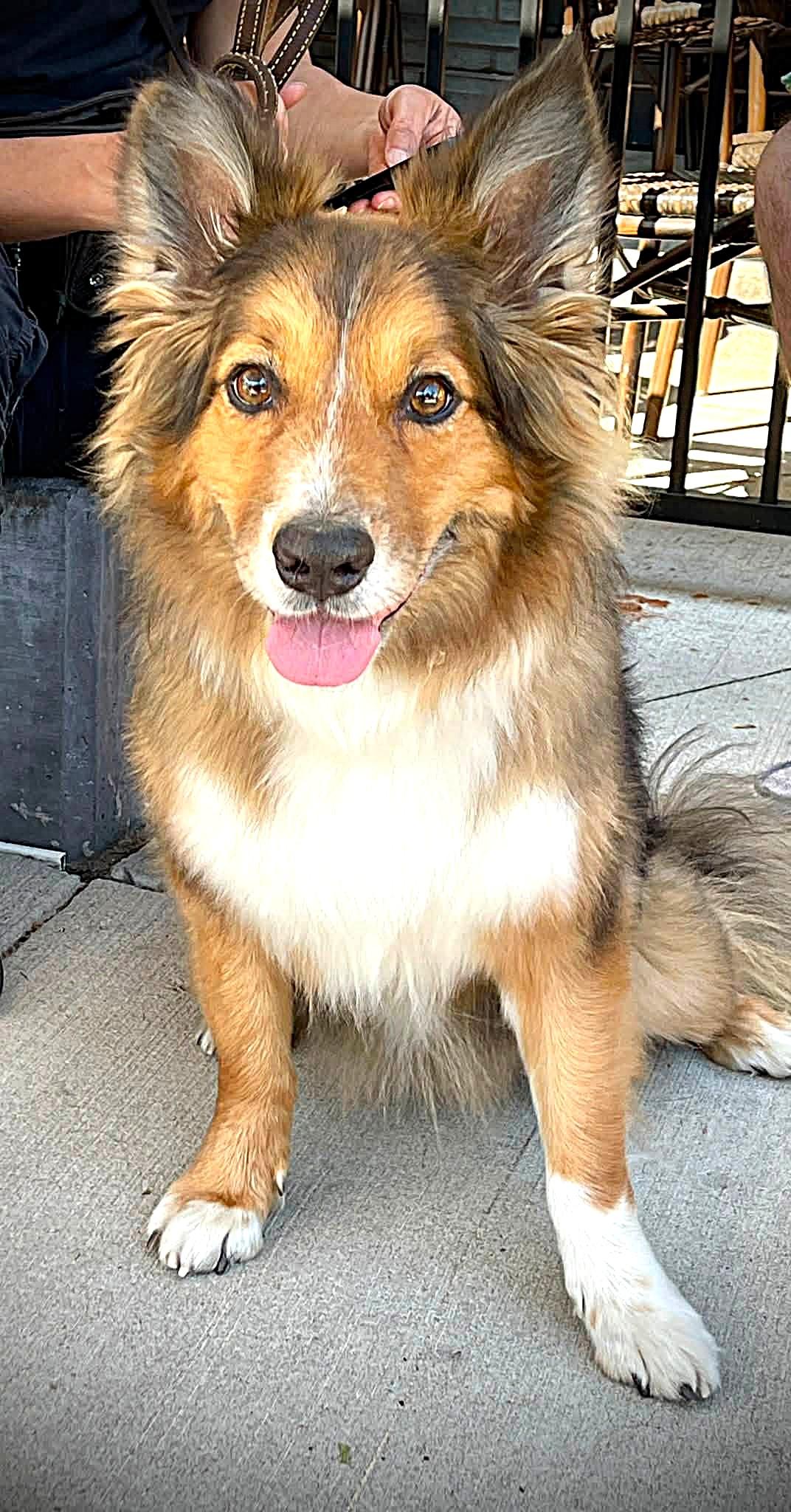 Cayden, Adoptable, Adult Male Australian Shepherd.