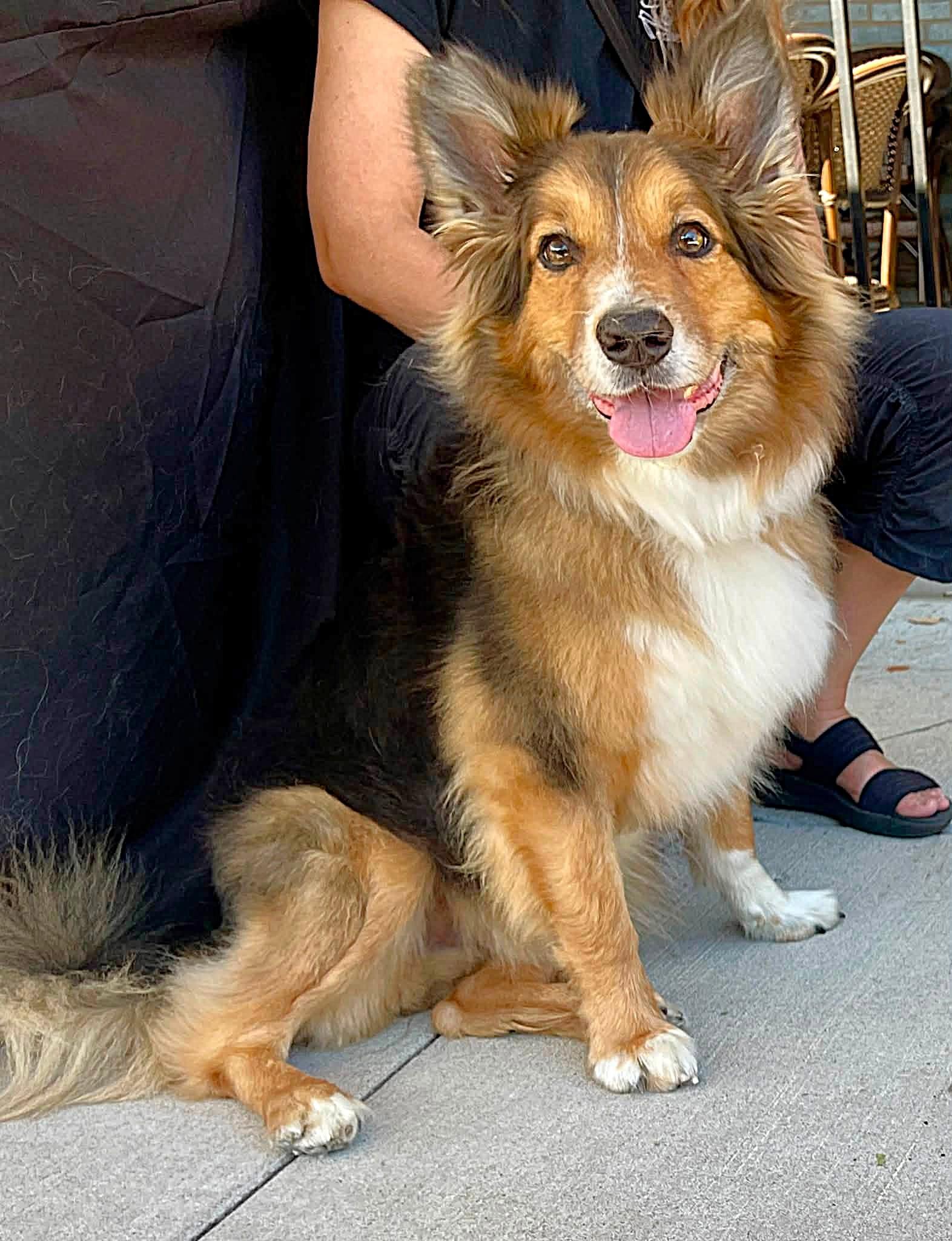 Enlarge Cayden, a Adoptable Australian Shepherd in Minneapolis, MN image 3/6