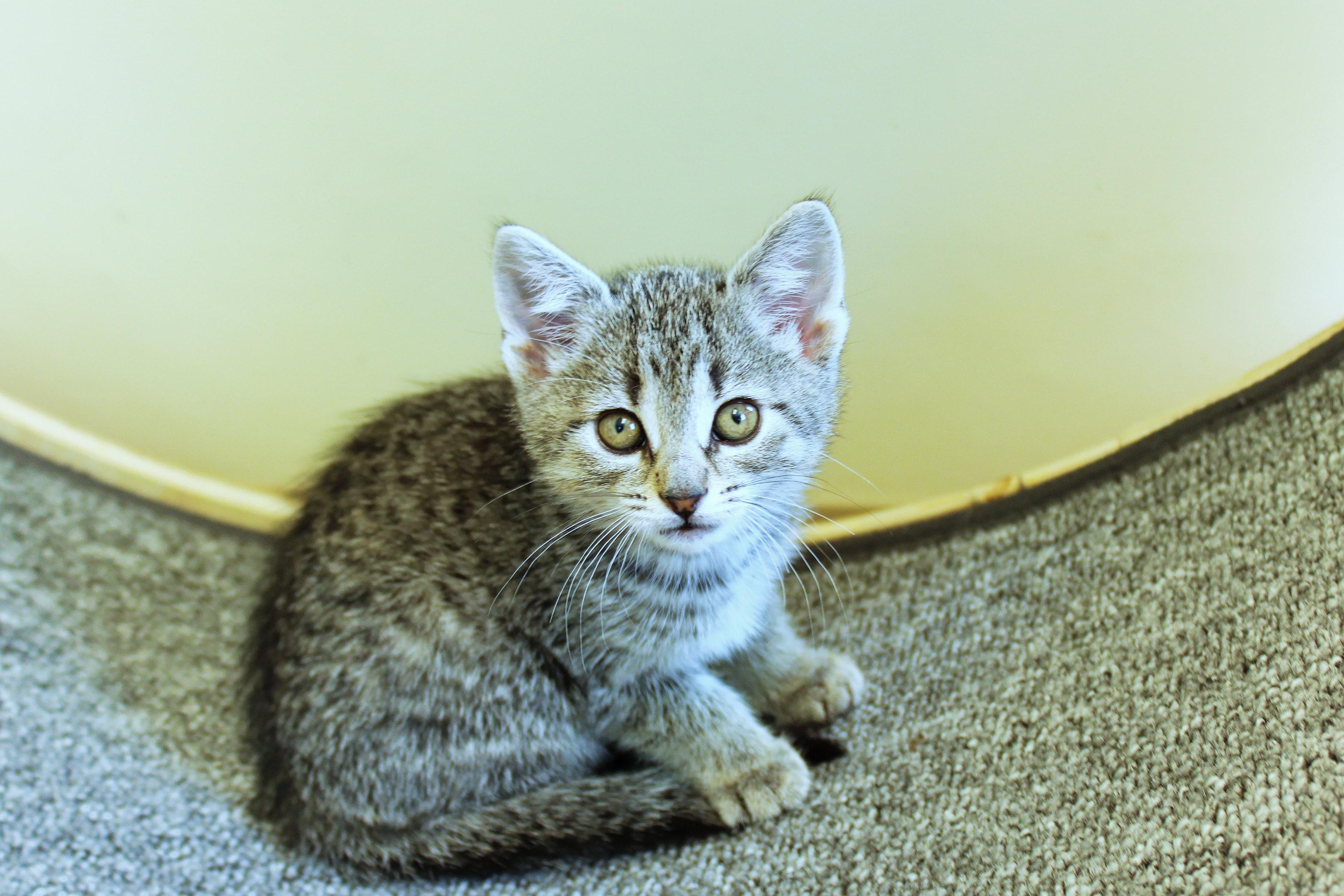 Enlarge Belle, a ADOPTABLE Domestic Short Hair in Urbana, OH image 6/6