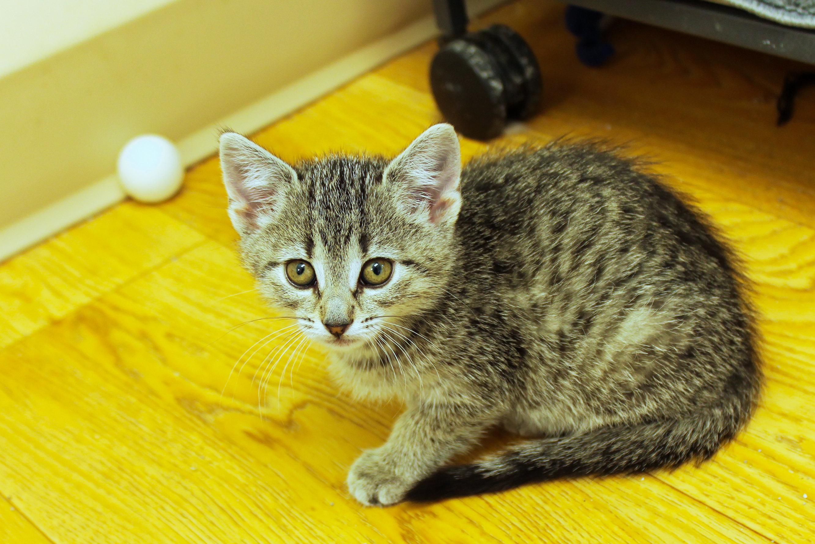 Enlarge Belle, a ADOPTABLE Domestic Short Hair in Urbana, OH image 5/6