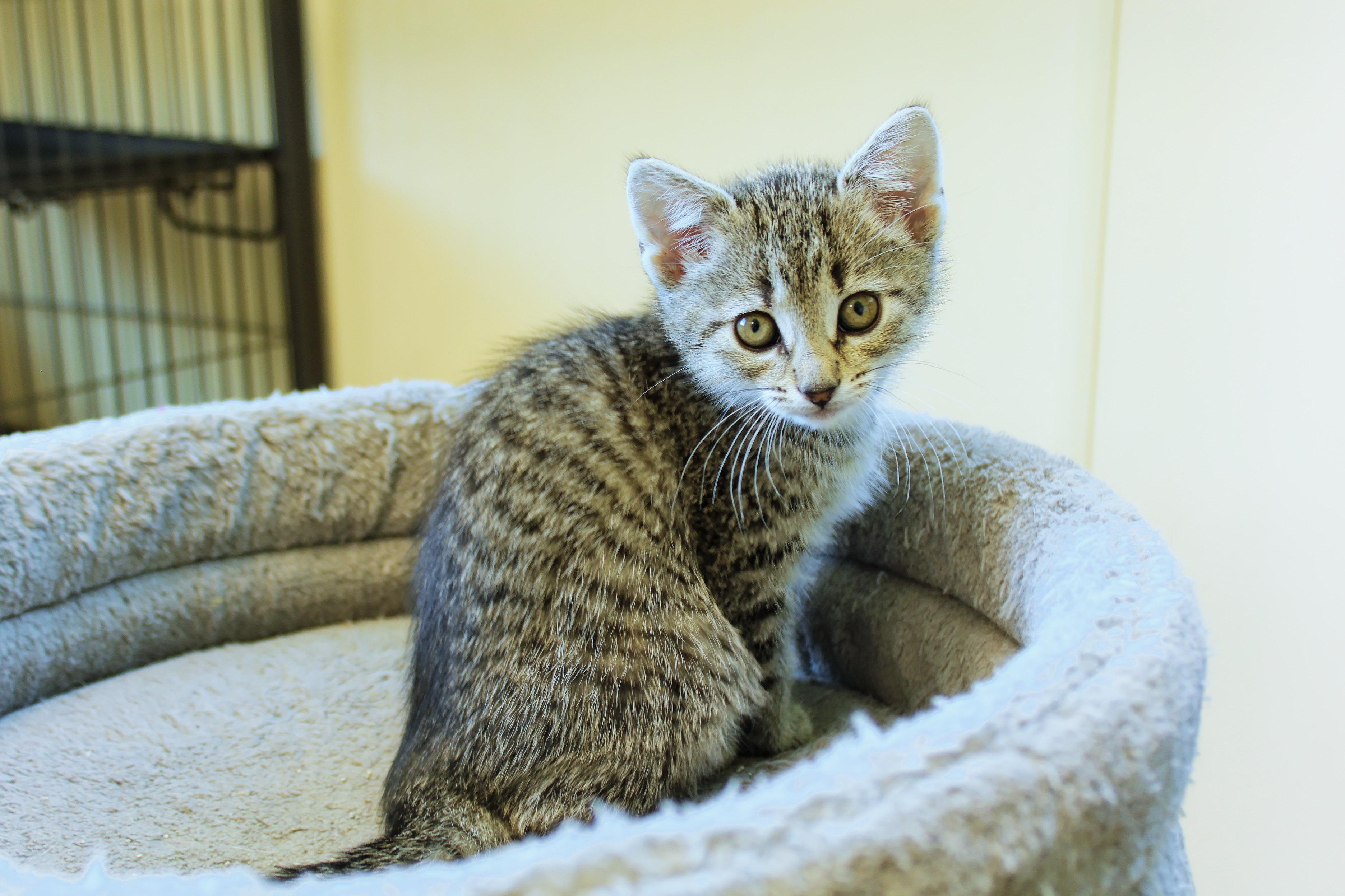 Enlarge Belle, a ADOPTABLE Domestic Short Hair in Urbana, OH image 2/6