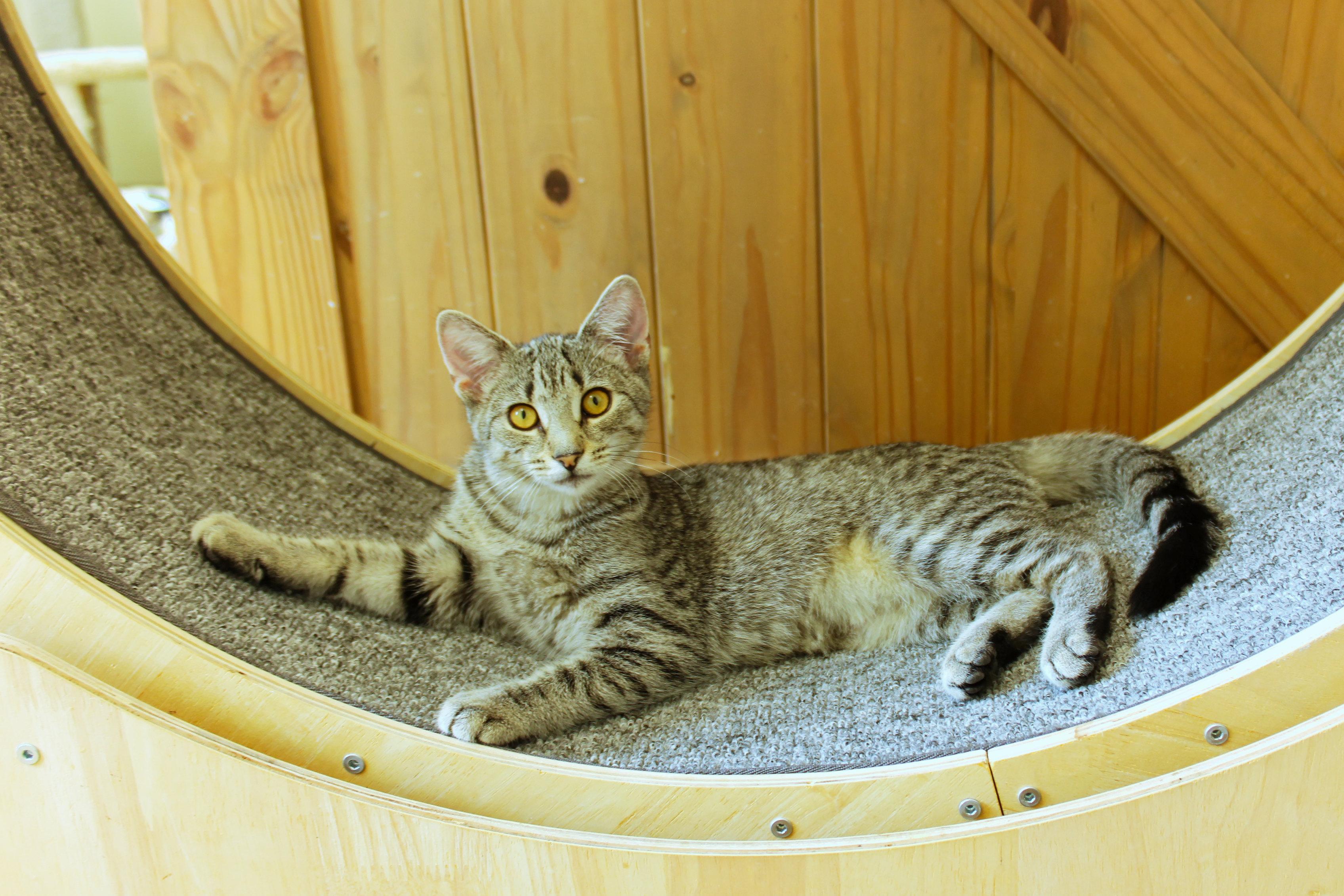 Enlarge Belle, a ADOPTABLE Domestic Short Hair in Urbana, OH image 1/6