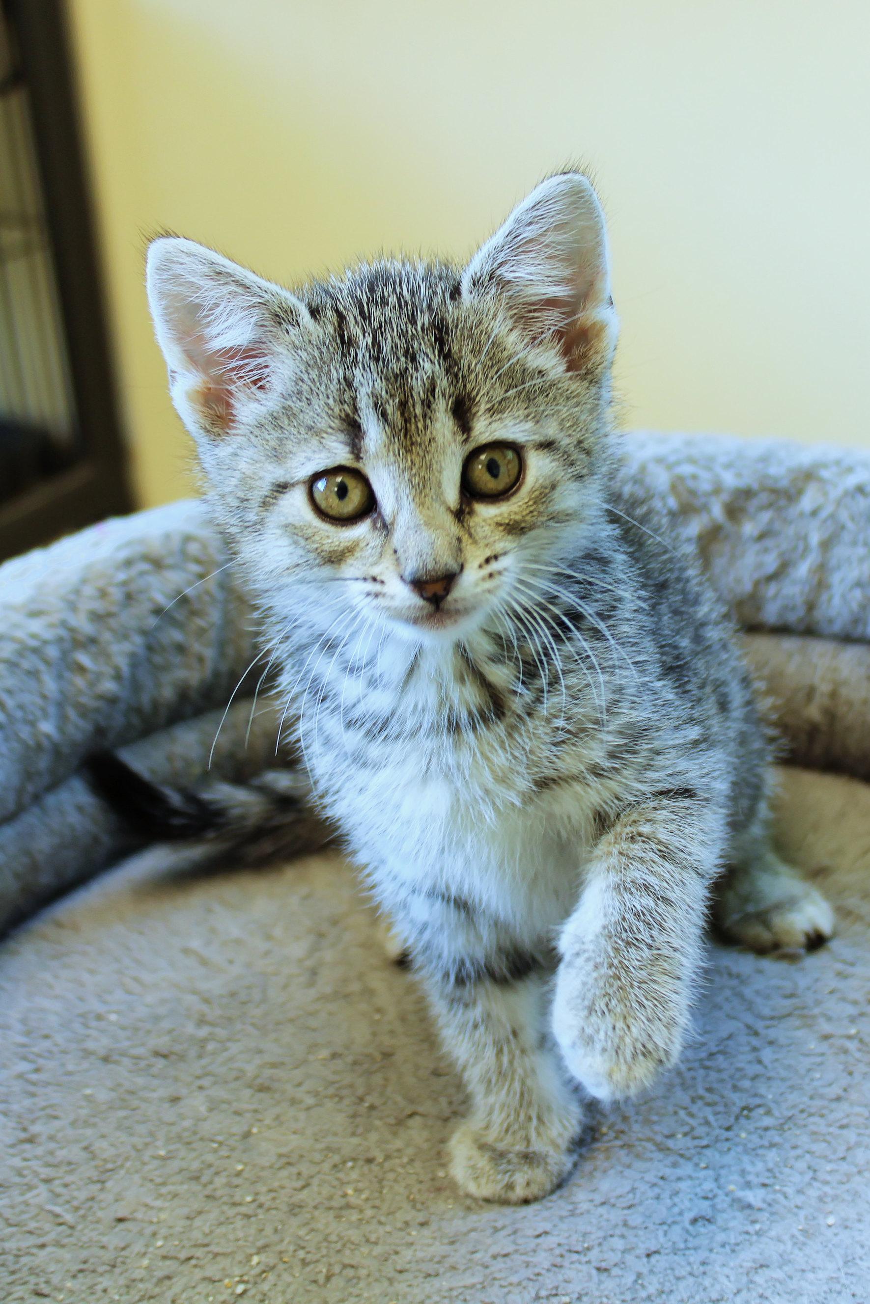 Enlarge Belle, a ADOPTABLE Domestic Short Hair in Urbana, OH image 4/6