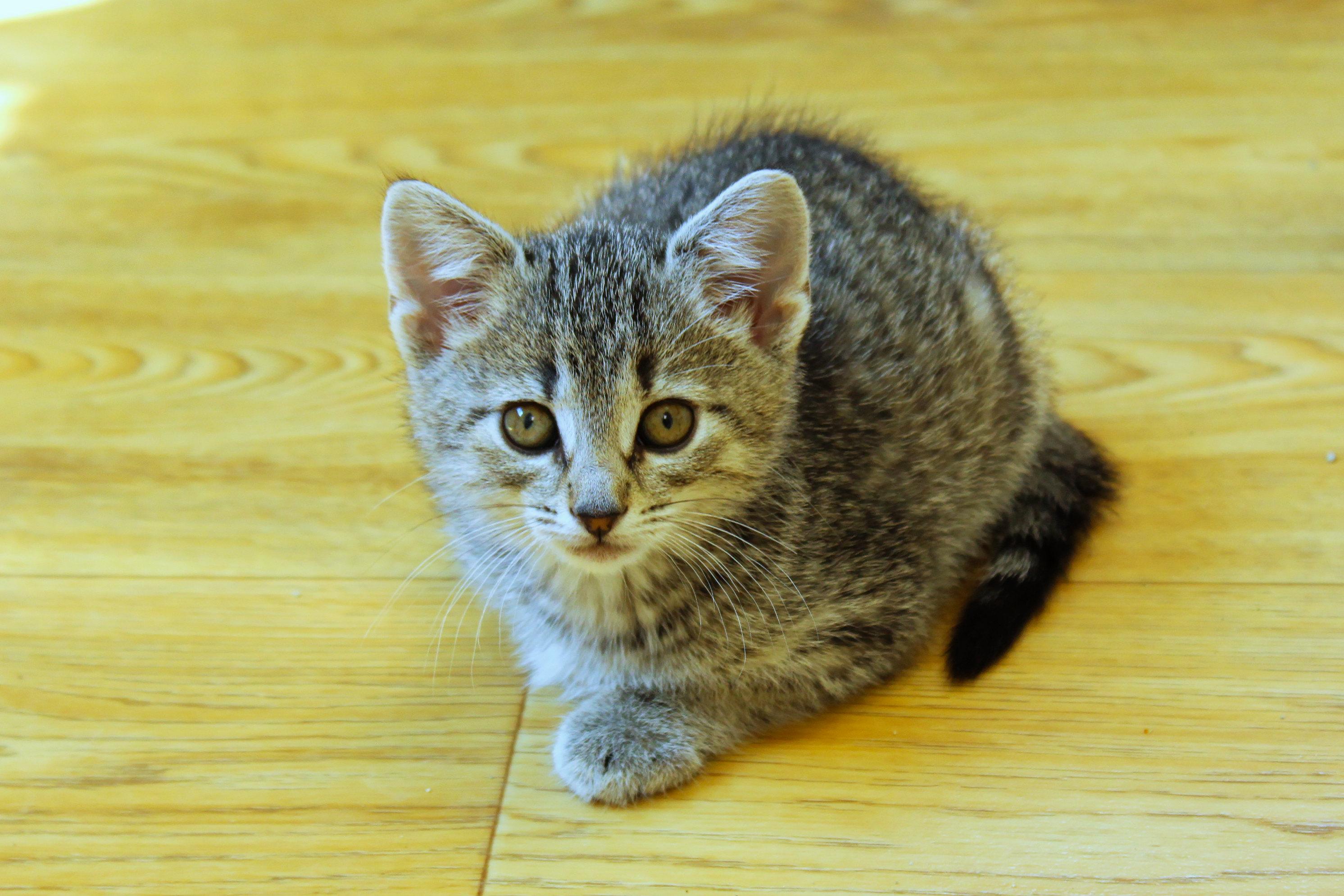 Enlarge Belle, a ADOPTABLE Domestic Short Hair in Urbana, OH image 1/6