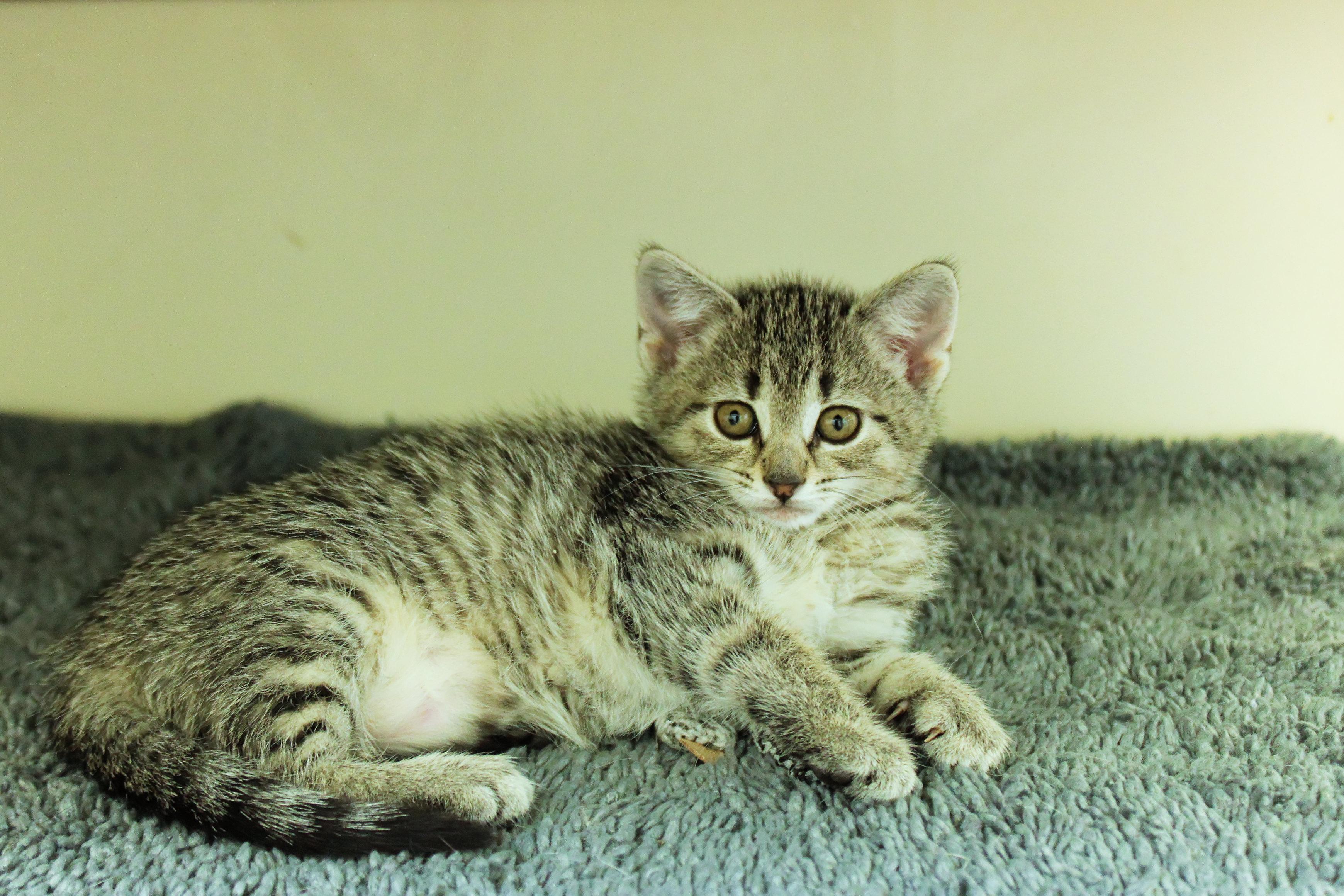Enlarge Belle, a ADOPTABLE Domestic Short Hair in Urbana, OH image 3/6