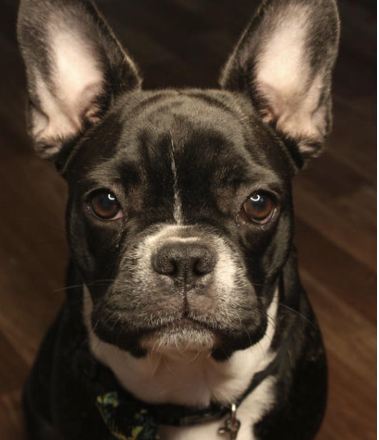 Peanut, Adoptable, Adult Male French Bulldog.