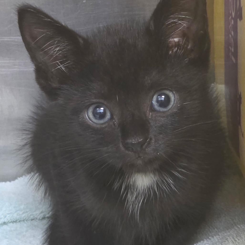 Codie, Adoptable, Kitten Male Domestic Short Hair & Domestic Short Hair.