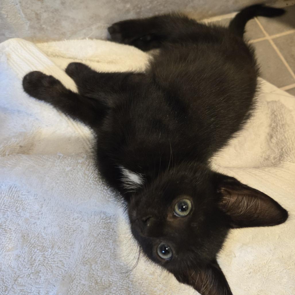 Enlarge Codie, a Adoptable mixed breed in Richmond, VA image 2/3