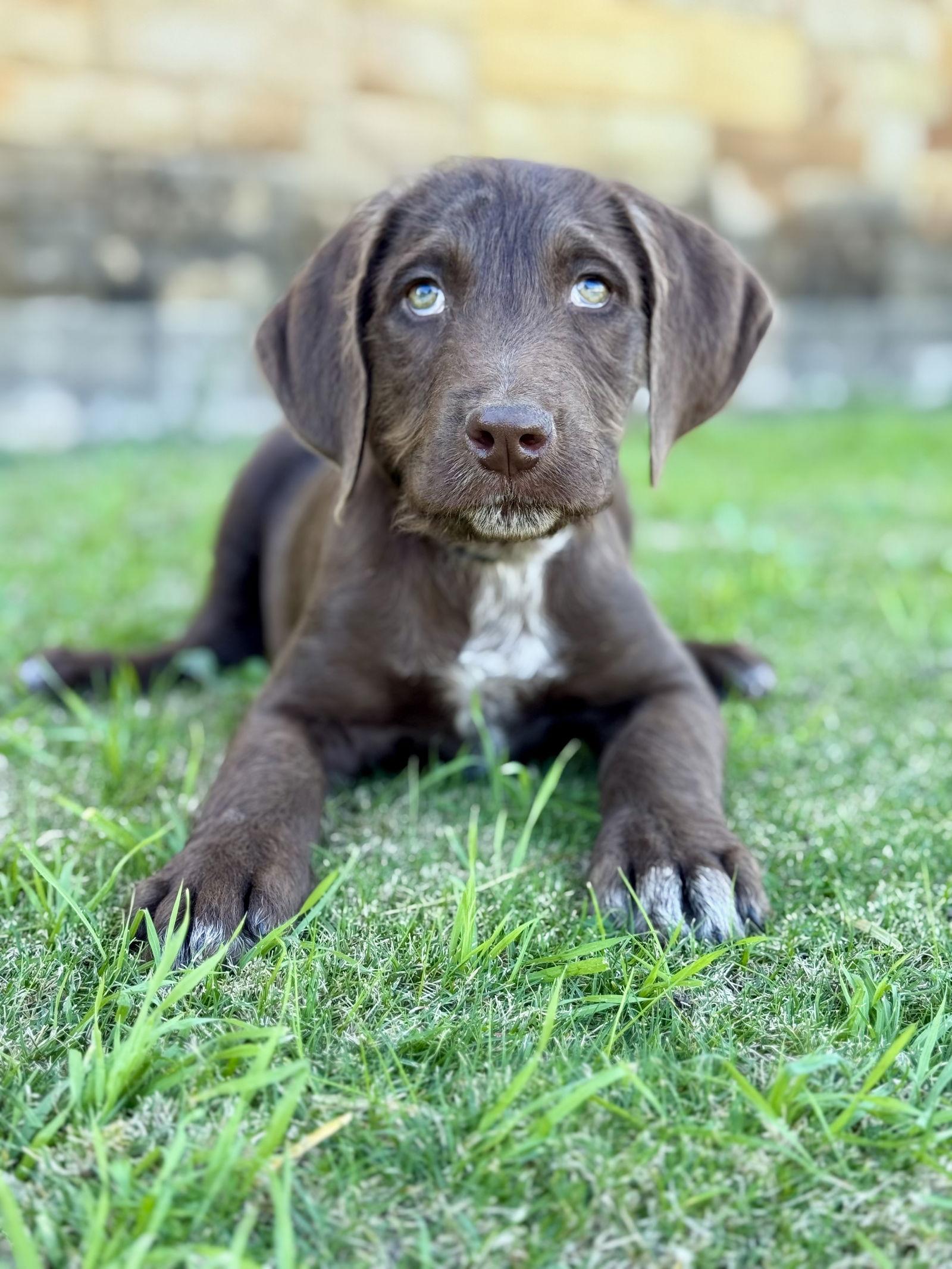 Boone, Adoptable, Young Male Standard Poodle & Labrador Retriever.