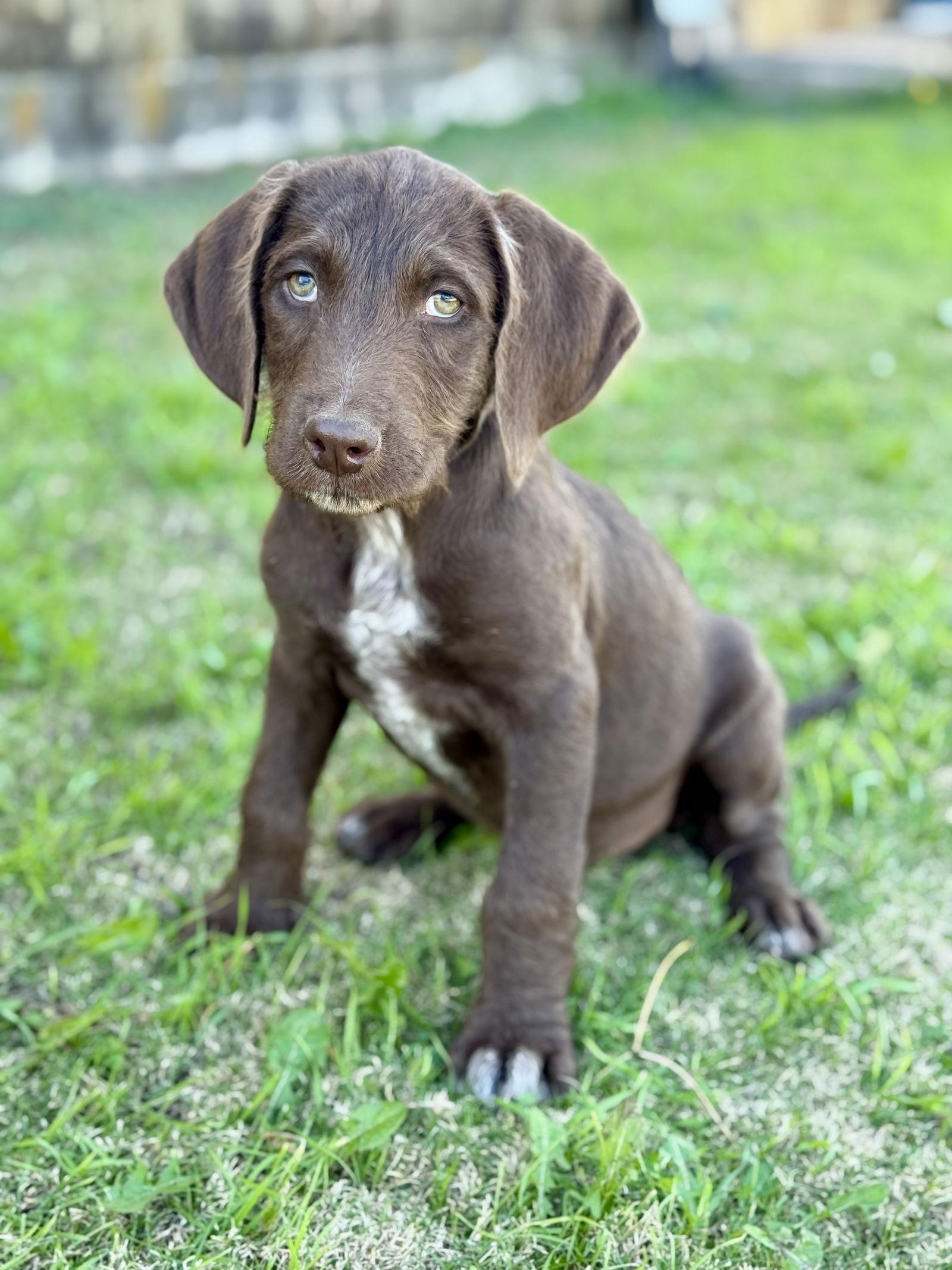Enlarge Boone, a Adoptable mixed breed in Helotes, TX image 3/3