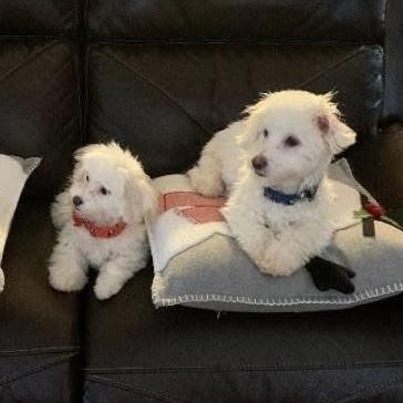 Minnie & Mickey, Adoptable, Adult Female Maltese.