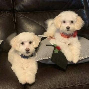 Enlarge Minnie & Mickey, a Adoptable Maltese in Verona, NJ image 2/2