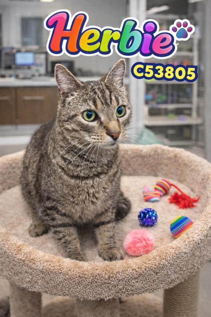 Enlarge Herbie, a Adoptable mixed breed in Clarksville, TN image 1/1