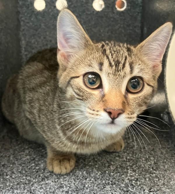 Luna, Adoptable, Kitten Female Domestic Short Hair.