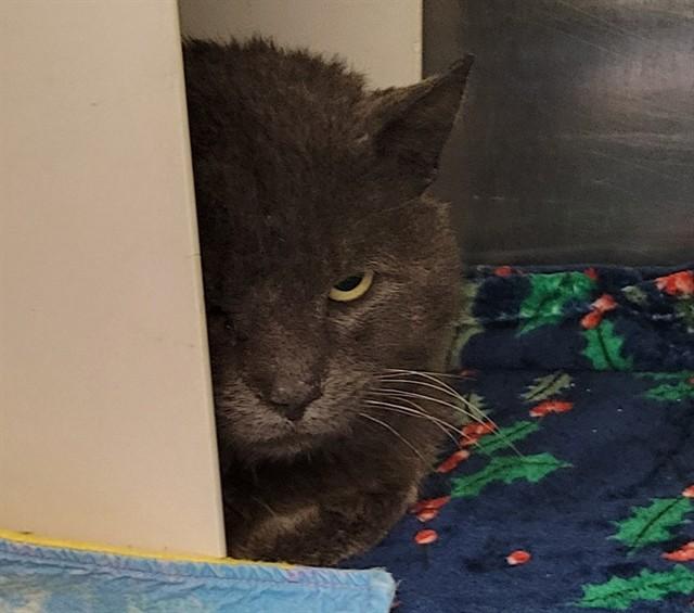 Enlarge USYK, a Adoptable mixed breed in Anchorage, AK image 1/1