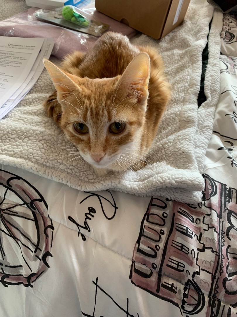 Bailey , a Adoptable Domestic Short Hair in Palm City, FL image 1/12