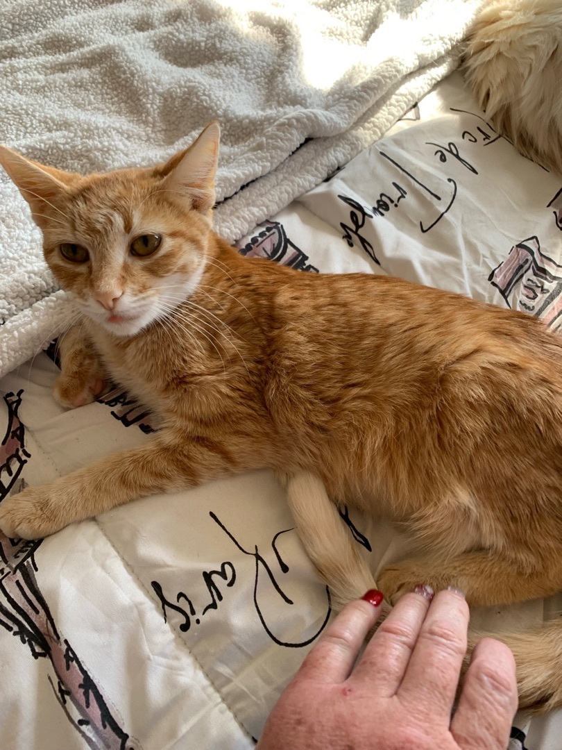 Bailey , a Adoptable Domestic Short Hair in Palm City, FL image 2/12