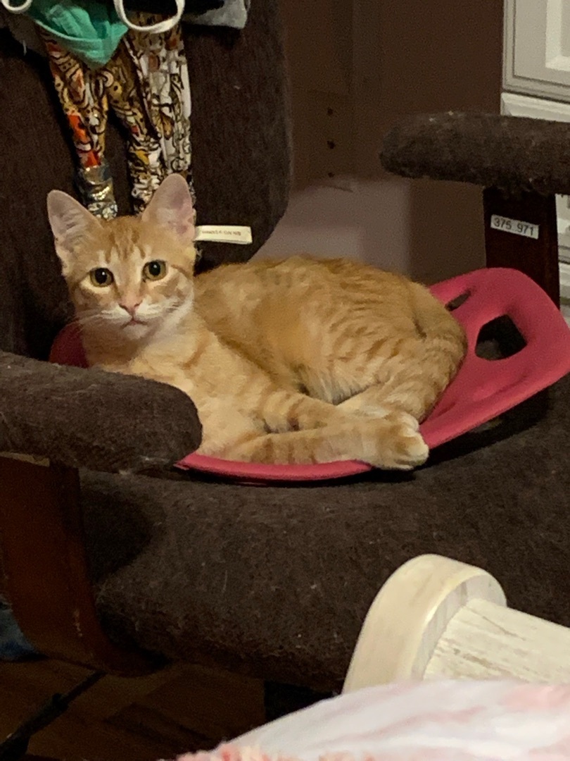 Bailey , a Adoptable Domestic Short Hair in Palm City, FL image 3/12