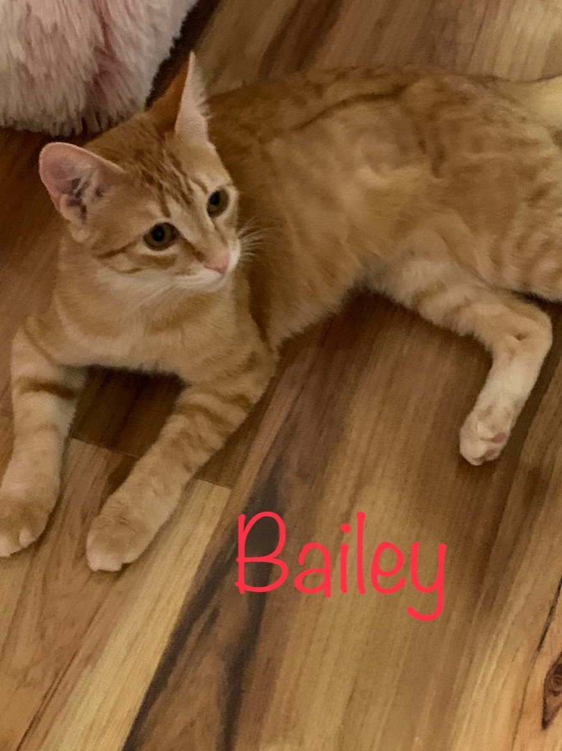 Bailey , a Adoptable Domestic Short Hair in Palm City, FL image 4/12