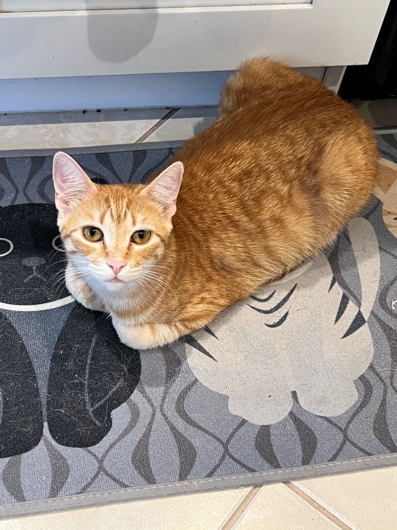 Bailey , a Adoptable Domestic Short Hair in Palm City, FL image 5/12