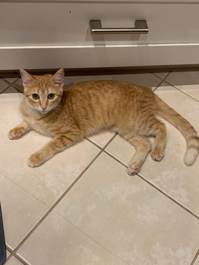 Bailey , a Adoptable Domestic Short Hair in Palm City, FL image 6/12