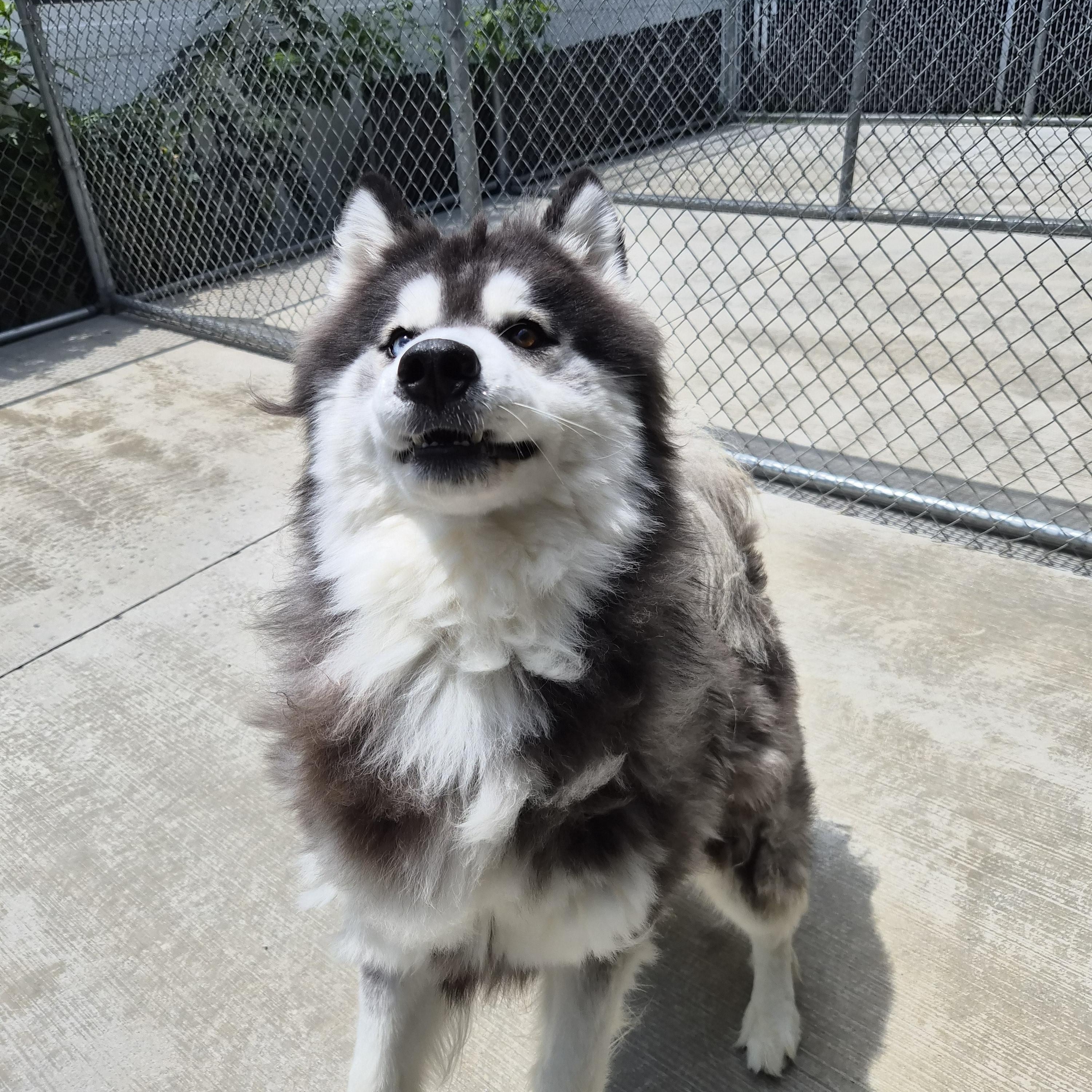 Kobe, an adopted mixed breed in Cornelius, NC image 5/6