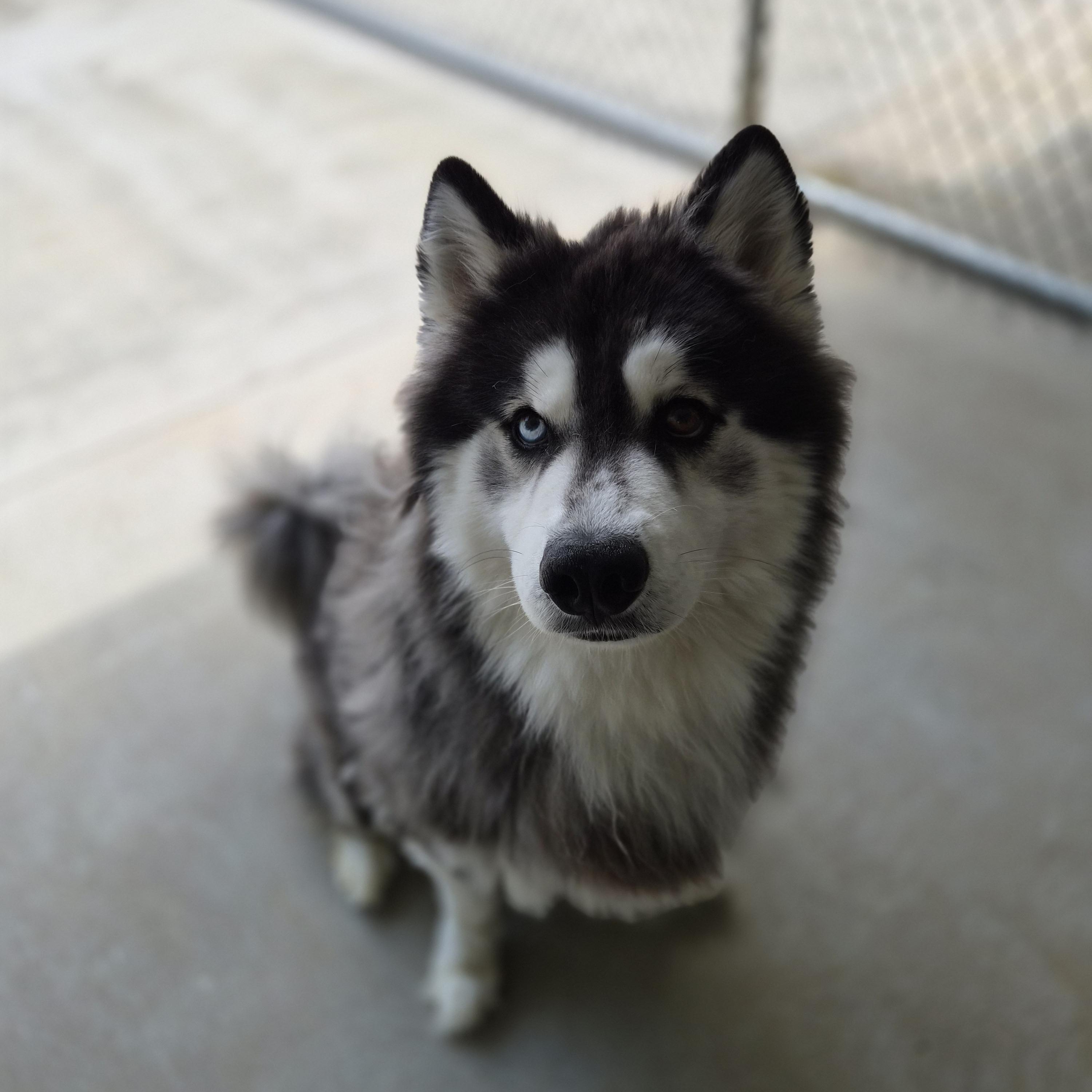 Kobe, an adopted mixed breed in Cornelius, NC image 2/6