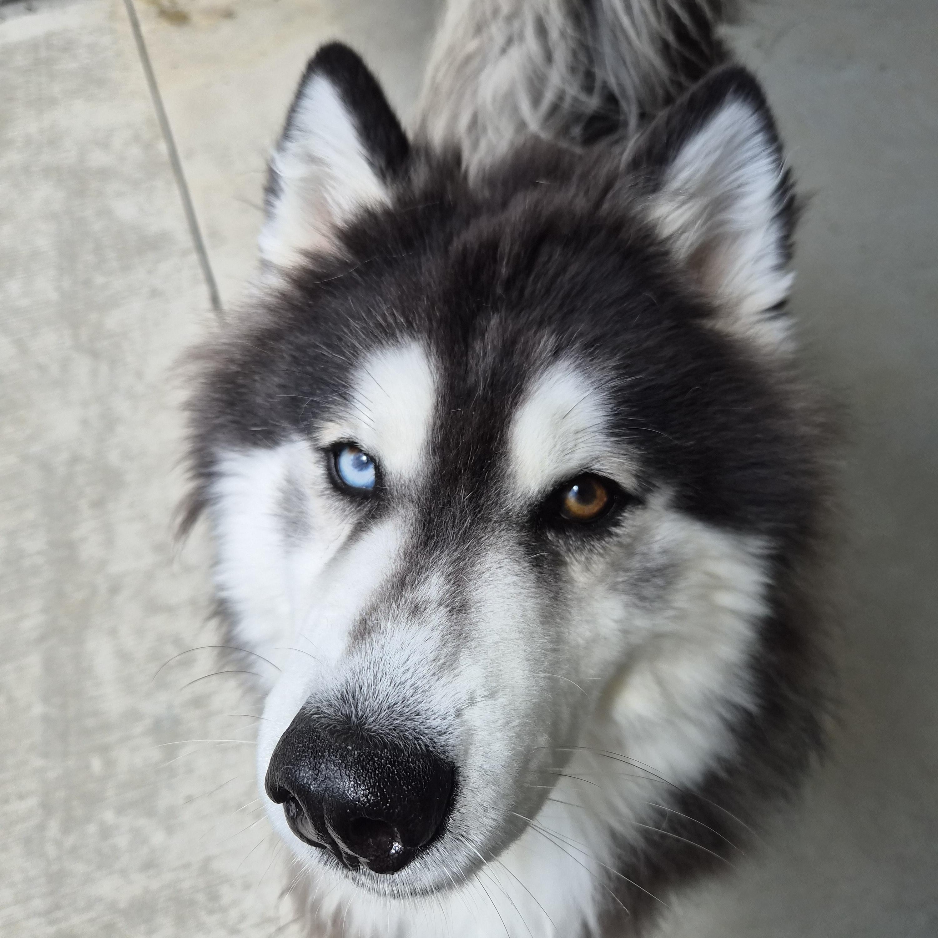 Kobe, adopted, Adult Male Husky & Siberian Husky.