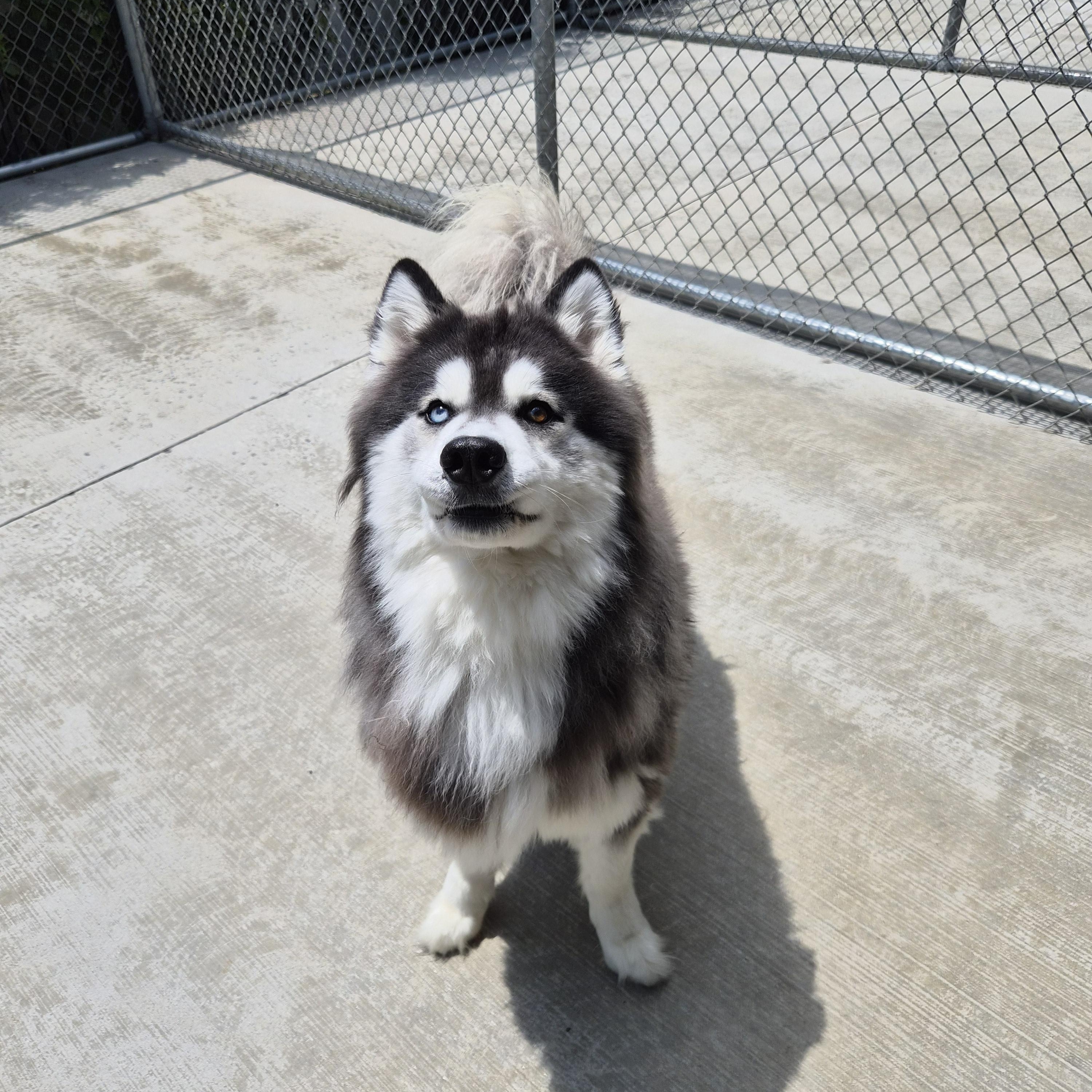 Kobe, an adopted mixed breed in Cornelius, NC image 3/6
