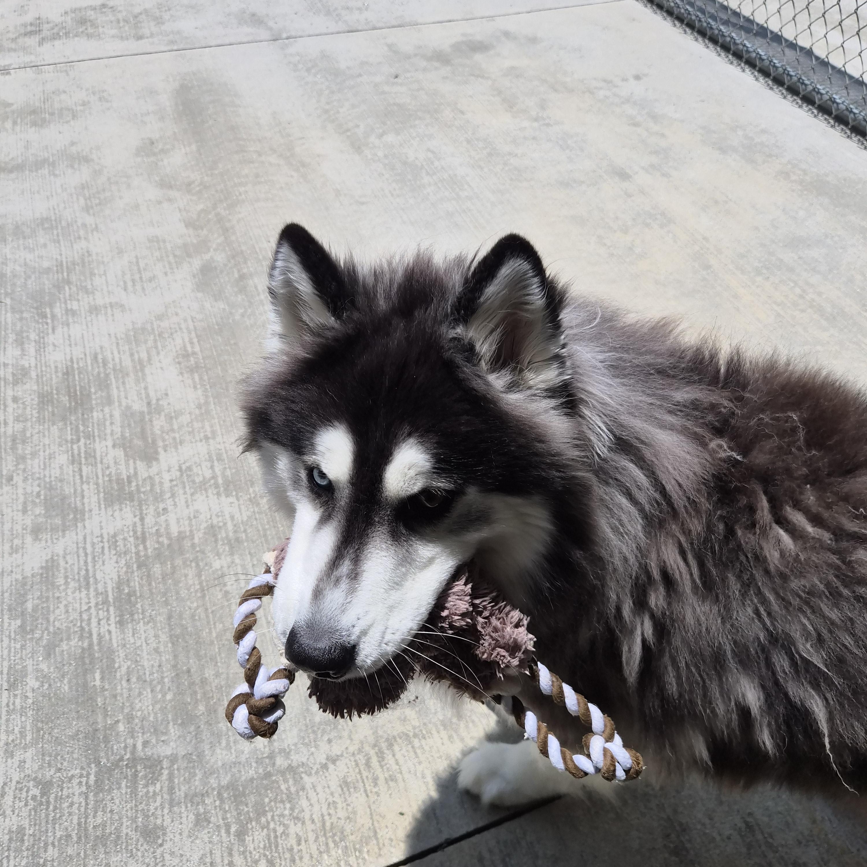 Kobe, an adopted mixed breed in Cornelius, NC image 4/6