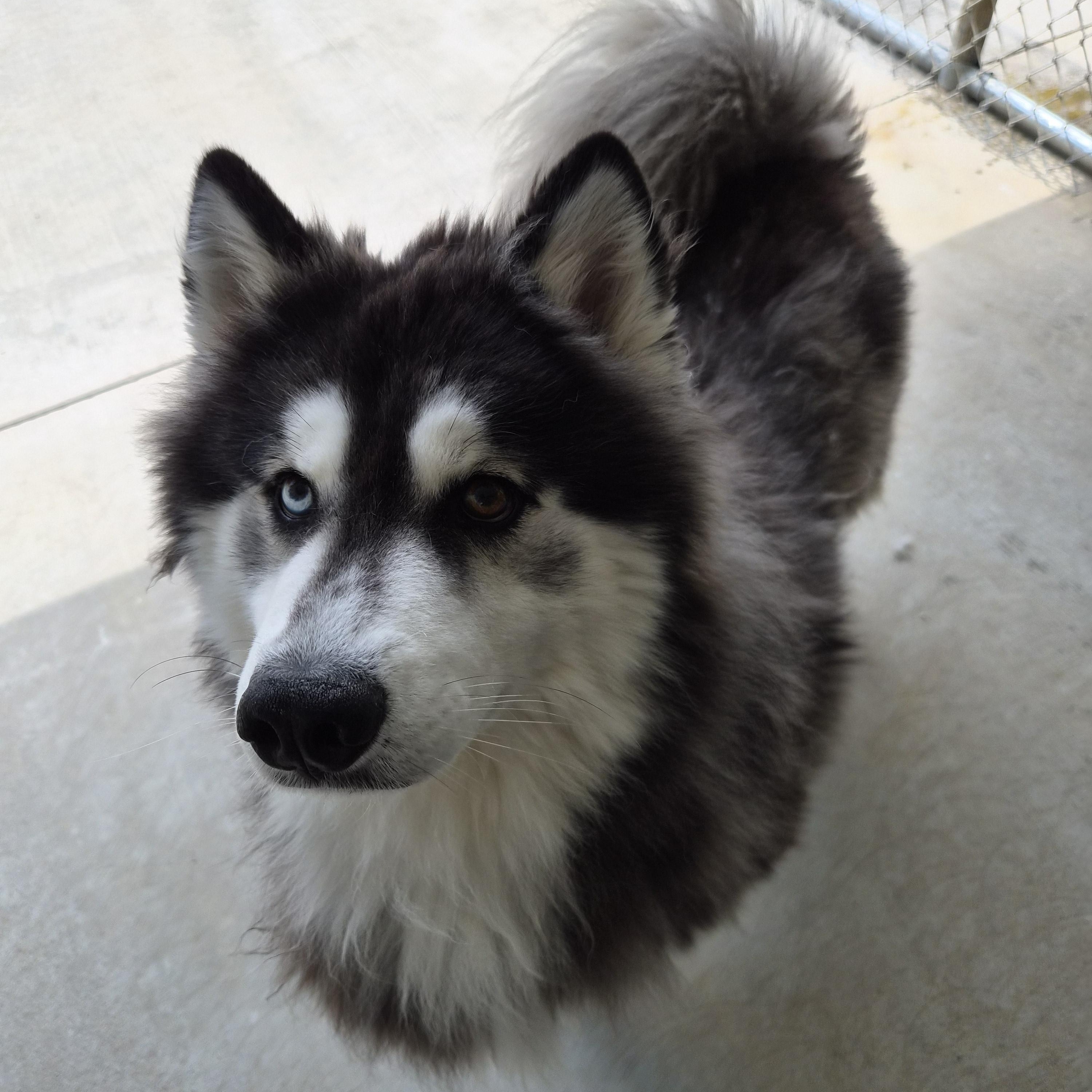 Kobe, an adopted mixed breed in Cornelius, NC image 6/6
