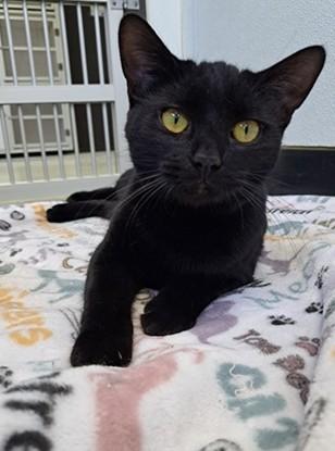 Enlarge Luna, a Adoptable American Shorthair in Manning, SC image 1/1